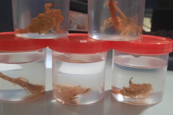 Foto - Semana de Conscientização e Prevenção de Escorpião