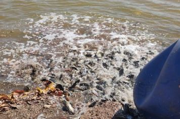 Maternidade de tilápias na Praça São Sebastião