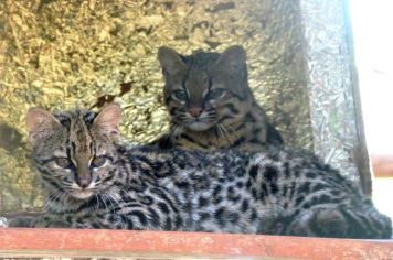 População escolhe nome de casal de gatos do mato 