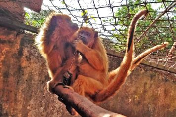 Bugios fêmeas resgatadas e recuperadas pelo Zoo de Guaíra vão para santuário em Assis