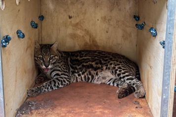 Zoológico de Guaíra recebe jaguatirica; uma novidade para o município