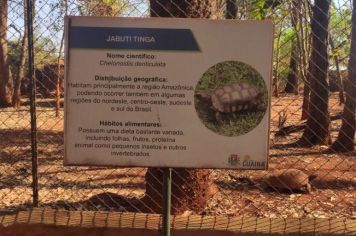 Zoológico vai transferir 56 jabutis para criatório no Paraná