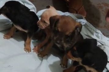 Com criança em garupa de bicicleta, mulher abandona cães em bolsa fechada e um deles morre