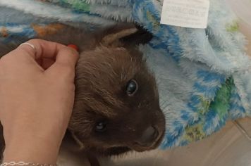 Lobo-Guará órfão e ferido é acolhido pelo Zoológico de Guaíra