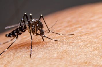 Controle de Vetores está fazendo arrastão de combate a Dengue