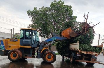 Após temporal, prefeitura monta força-tarefa para a retirada de árvores caídas