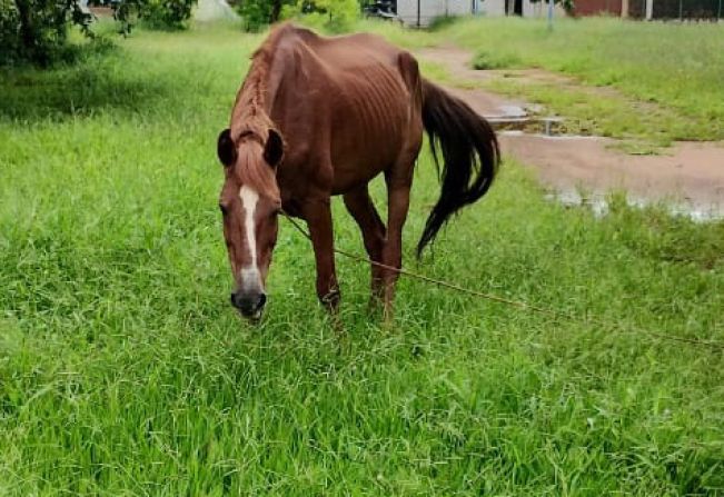 Cavalo é resgatado no parque Maracá