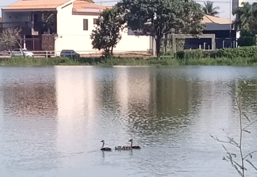 Família de patos Irerê é resgatada no Centro e levada ao Parque Maracá