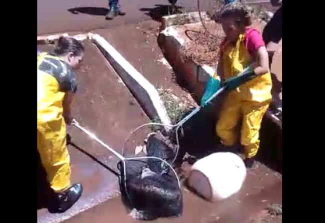 Tamanduá-bandeira é resgatado e, após avaliação pelo Zoo Municipal, será solto em área de reserva