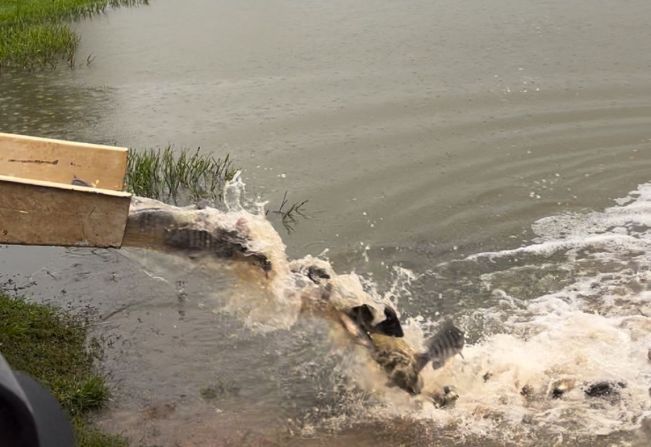 Prefeitura solta 3 toneladas de peixes para festival