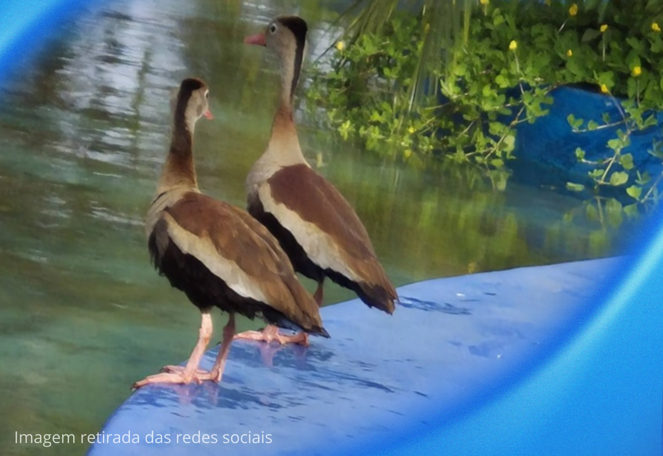 Prefeitura orienta população sobre família de aves Irerê na Praça São Sebastião: 