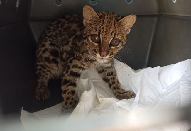 Zoológico recebe casal de gato do mato