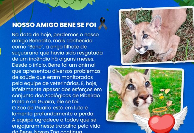 Zoológico de Guaíra lamenta a perda de Bene, filhote de onça-parda
