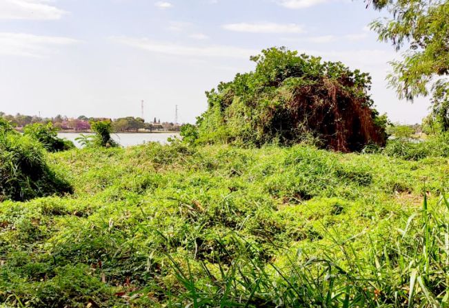 Projeto original de Burle Marx será resgatado em ilha isolada do Parque Maracá