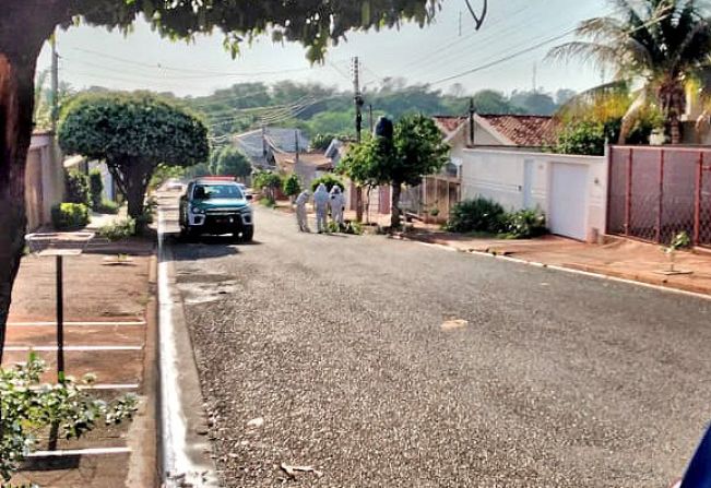 Abelhas nativas são realocadas para o ambiente natural