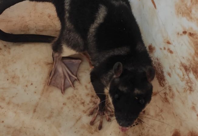 GCM resgata marsupial, animal ameaçado de extinção, em residência da Cohab II