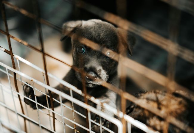 Feira de Adoção de Cães e Gatos: Um Novo Lar Espera por Eles