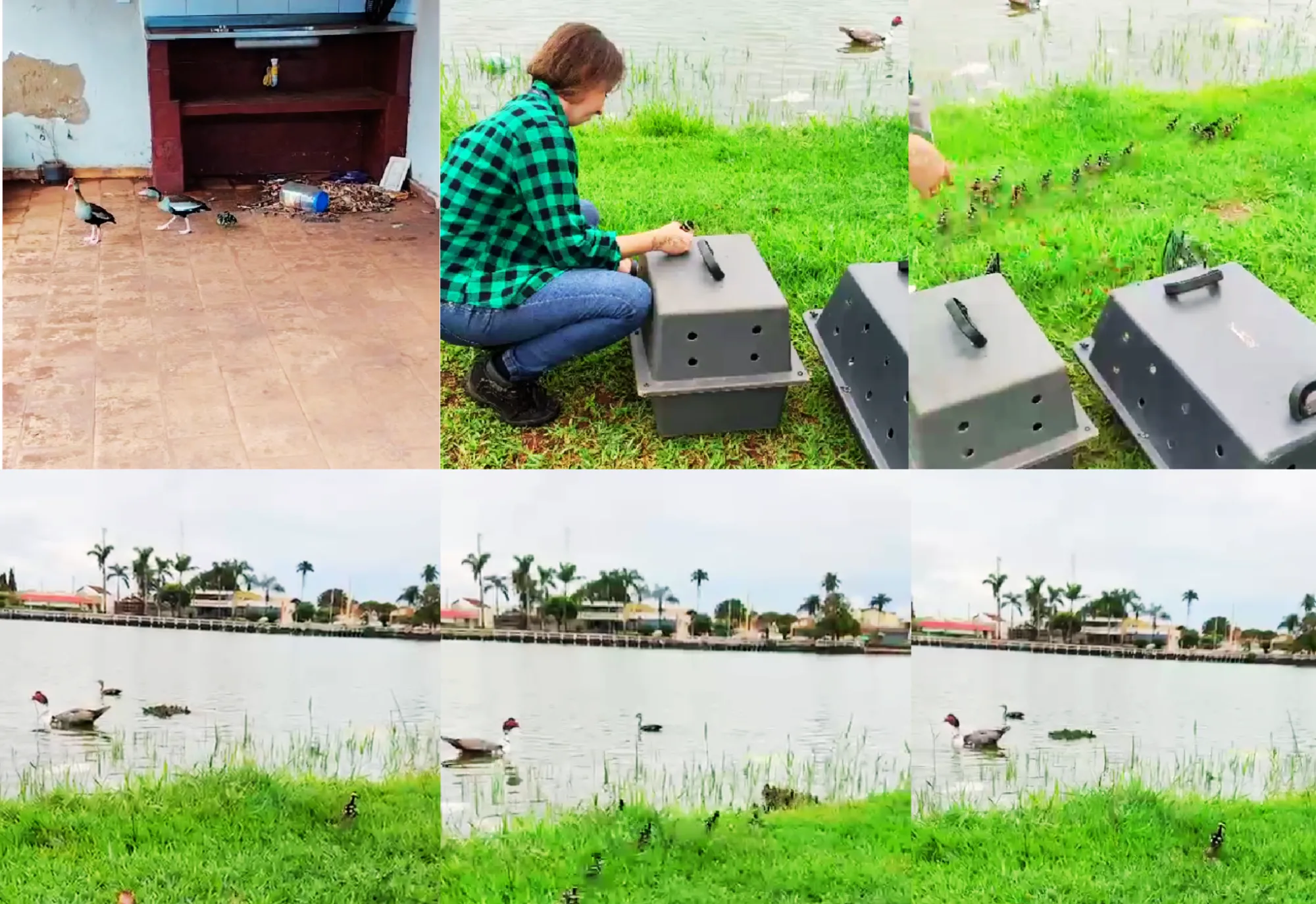Departamento de Meio Ambiente, GCM e Defesa Civil resgatam família de aves silvestres em Guaíra