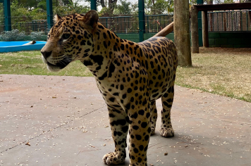 É oficial: Zoológico de Guaíra reabre em 22 de julho e apresenta Caeté, a onça-pintada
