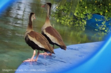 Prefeitura orienta população sobre família de aves Irerê na Praça São Sebastião: 