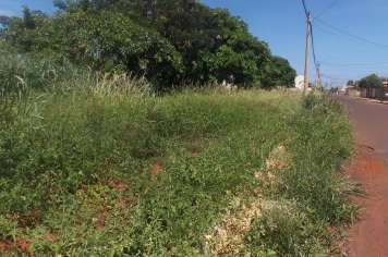 Prefeitura notifica proprietários para limpeza urgente de terrenos