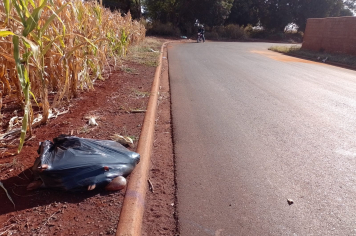 Descarte irregular de animais mortos preocupa em Prefeitura