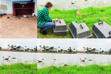 Departamento de Meio Ambiente, GCM e Defesa Civil resgatam família de aves silvestres em Guaíra