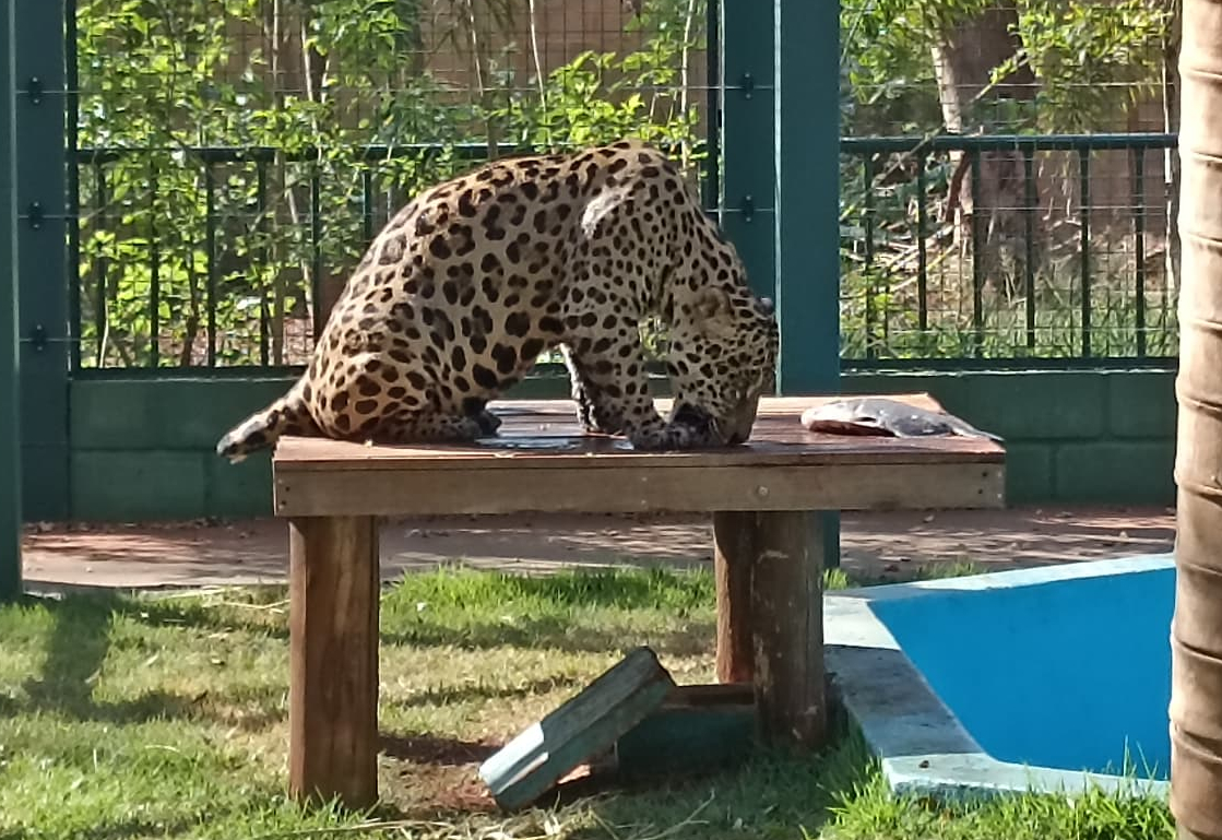 Zoo registra aumento recorde de visitantes graças a onça Caeté