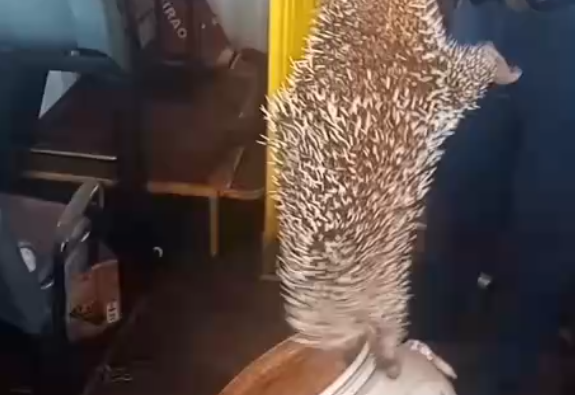 Guarda Municipal de Guaíra resgata porco-espinho dentro de ônibus da usina