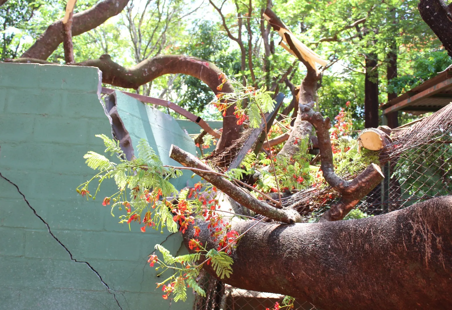 Zoo de Guaíra fecha temporariamente após tempestade para garantir bem-estar animal durante reparos