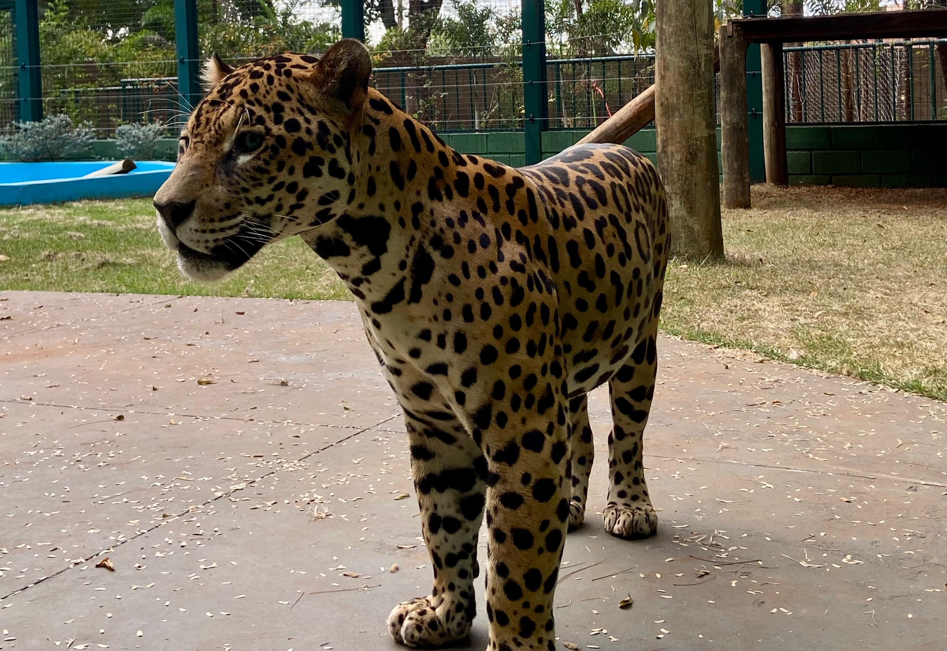 É oficial: Zoológico de Guaíra reabre em 22 de julho e apresenta Caeté, a onça-pintada